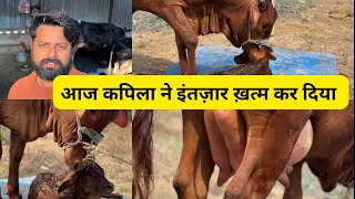 आज कपिला ने इंतज़ार ख़त्म कर दिया || Today Kapila ended the wait.