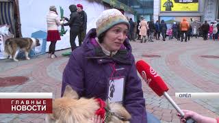 В Орле прошла выставка бездомных собак и кошек В Орле прошла выставка бездомных собак и кошек