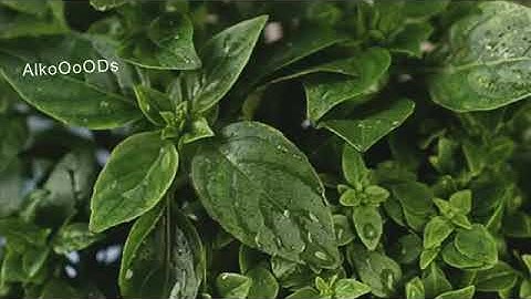 أجمل قراءه لكتاب الله تلاوة ترد الروح والقلب