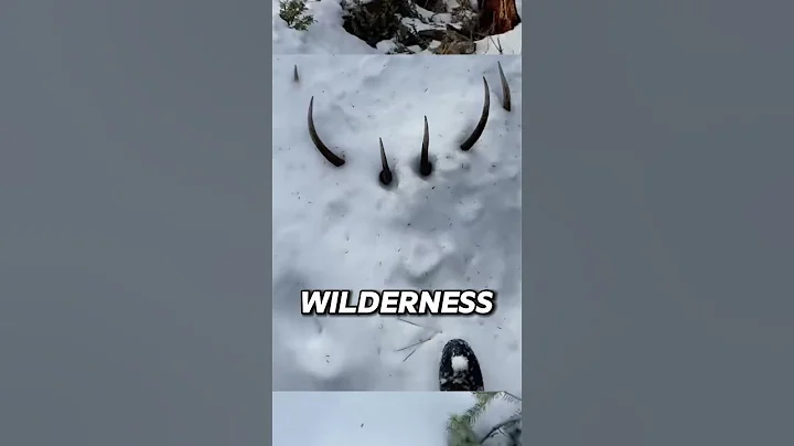 Animals Found Frozen In Ice #animals #animalfacts #facts #wildlife #shorts