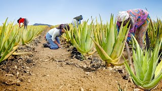 How Farmers Harvest & Process Tons of Fresh Aloe Vera Every Year