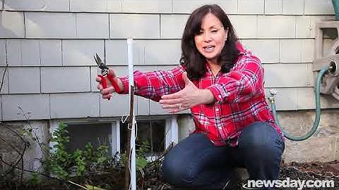 How to wrap a fig tree for winter