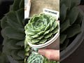[多肉植物geee]コロラータxエレガンス^_^ #succulent #plants #geee #garden #タニパト #ベランダ多肉 #gardening