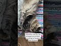 #кот #котик #котики #мем #прикол #ржака #смех #юмор #мяу #отдых #лето #каникулы #cat  #funny кот мяу