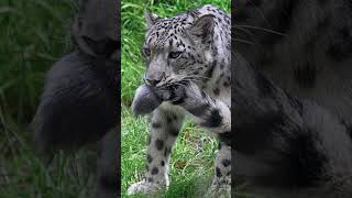 Снежный Барс: Зачем Он Носит Хвост В Пасти 😉 #Природа #Животные #Леопард