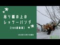 【360度動画】吊り橋の上のレッサーパンダ　2020年12月31日撮影