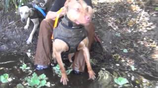 Hog Dog Hunting South Fl.