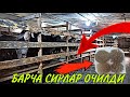 1ТА КУЙДАН 1МИЛЛИОН ФОЙДА ОЛИШ СИРЛАРИ