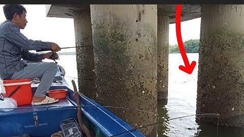 Chia Sẻ Điểm Câu Cá Nâu Chân Trụ Cầu Cao Tốc || Câu Cá Nâu Sông