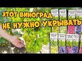 Эти сорта винограда не нужно обрезать и укрывать. Топ зимостойких сортов.