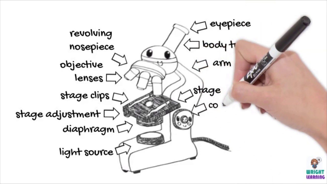 How to Use a Light Microscope | Science Teaching & Classroom Guide ...