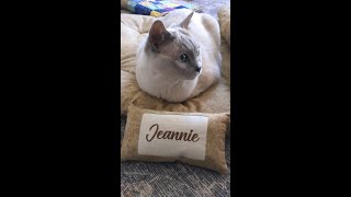 Tonkinese Cat Quilt Bedding Unboxing & Kitty Reactions (info)