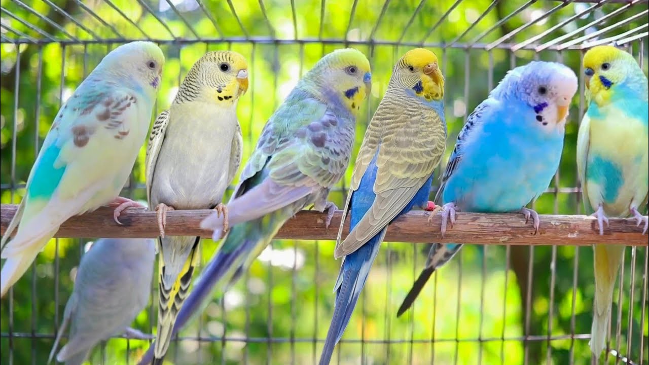 10 Hr If your budgies don’t chirp, playing this video will help lonely parakeet bird start to chirp.