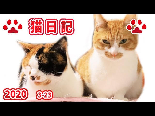 2020.3.23 みゃうの猫日記 【CatsLive:Miaou みゃう】