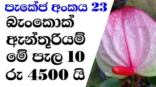 Anthurium wagawa sinhala | බැංකොක්  ඇන්තූරියම් වර්ග