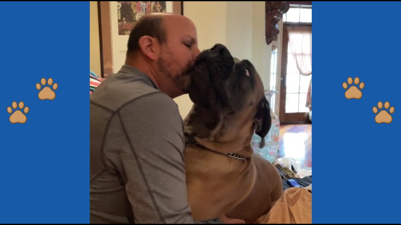 Этот бурбуль весом 90 кг отказывался покидать приют в течение 14 месяцев — то, что произошло в 3 ...