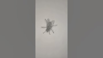 The best way to make fly drawings.