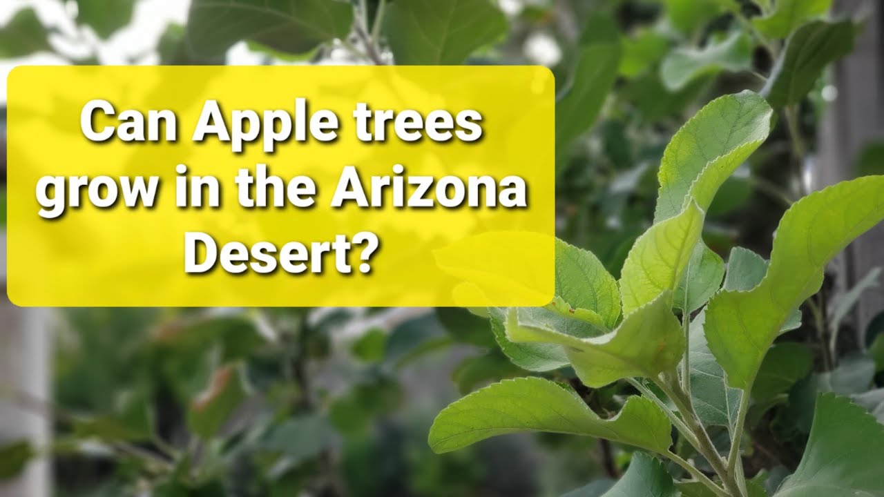 Can Apple trees Grow in Arizona? Yes and No, here's why Tropic Sweet