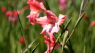 flower bulbs Gladiolus Charm.avi