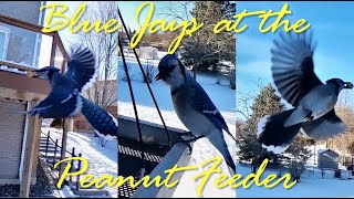 (North of) Toronto Blue Jay feeding frenzy at the peanut feeder - Bird feeder camera by Brian 360 265 views 3 months ago 3 minutes, 28 seconds