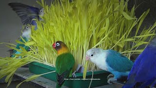 Burung Lovebird dan Rumput Jagung: Fischer dan Personata