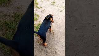 Manchester Terrier, Манчестерский Терьер