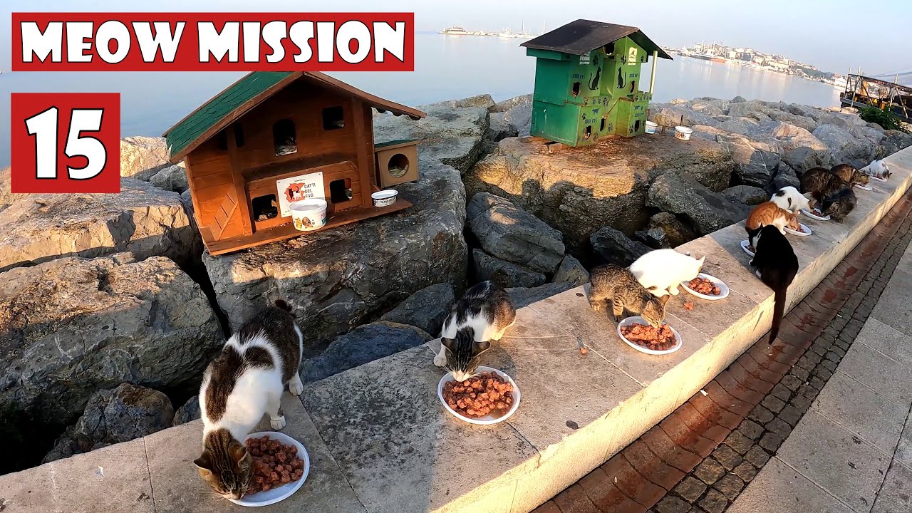 Every stray cat you feed becomes a piece of your heart.