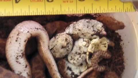 Anthill python F2 clutch 2010