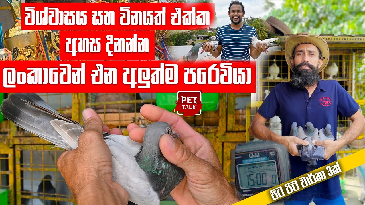 පිට පිට වාර්තා එක්ක ලංකාවෙන් ලෝකයට එන අලුත්ම පරෙවියා | Pet Talk