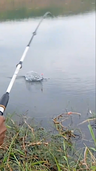 Strike! Tarikan Ikan Nila Bikin Joran Melengkung!🔥'