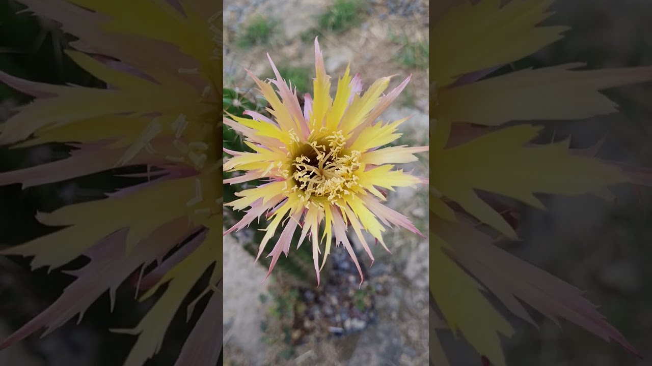 G15/SUPER GELB/MARTHA/HERZ DAME x Dagati 