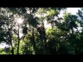 Scrub oak pruning