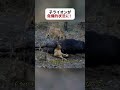 子ライオンが危機的状況に! #動物 #子ライオン #ハプニング #fyp #foryou