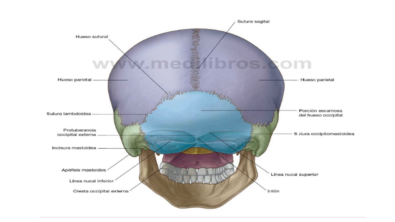 Череп задняя часть. Затылочная кость черепа анатомия. Кости черепа человека затылок. Строение черепа затылок. Череп затылок анатомия.