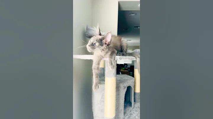 Video 9409531: european maine coon