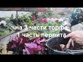 Самый простой и быстрый  способ размножения бегоний декоративно лиственных