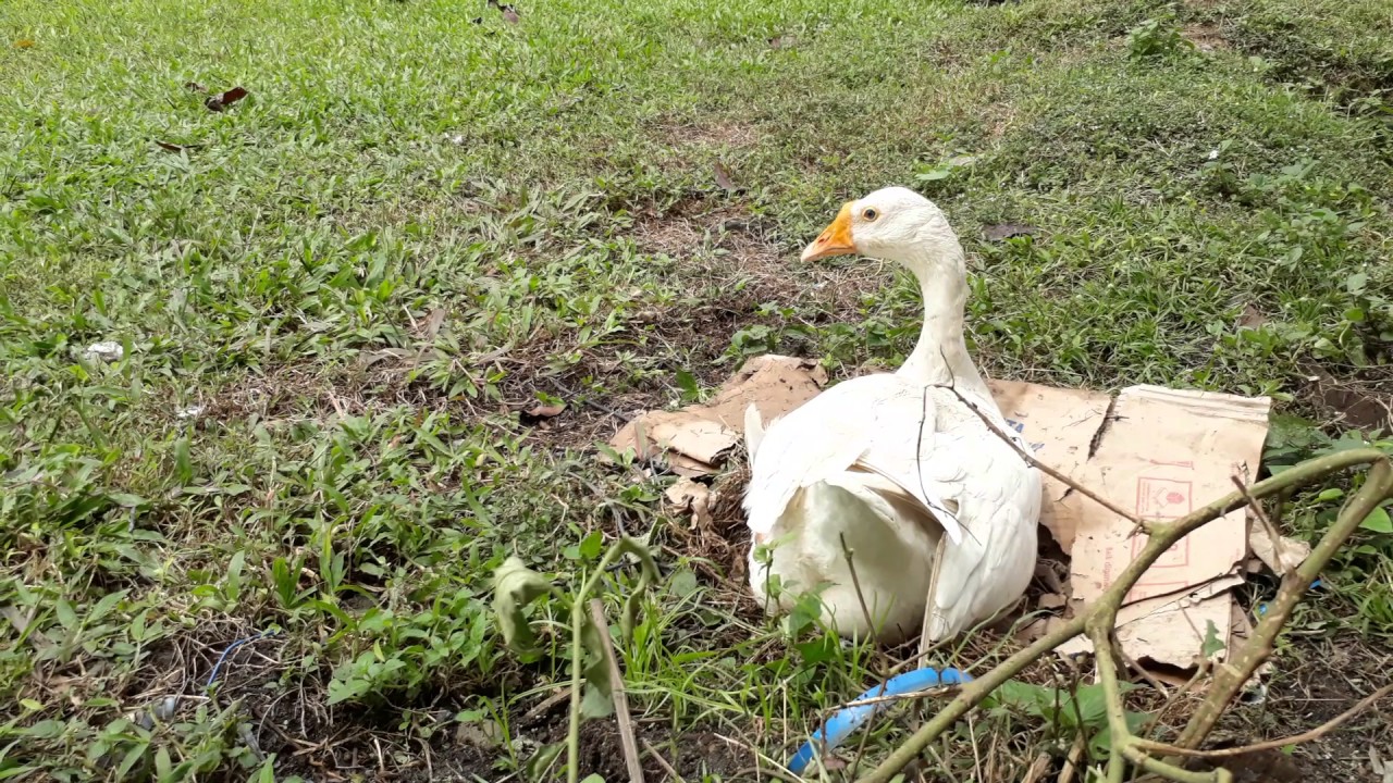 Angsa Pingin Bertelur Tapi Malu Malu Karna Dilihatin