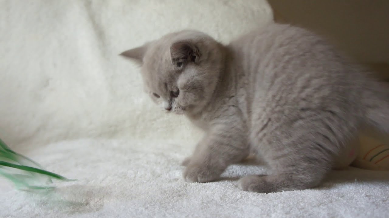 PIERROT -  kot brytyjski liliowy British Shorthair Cattery