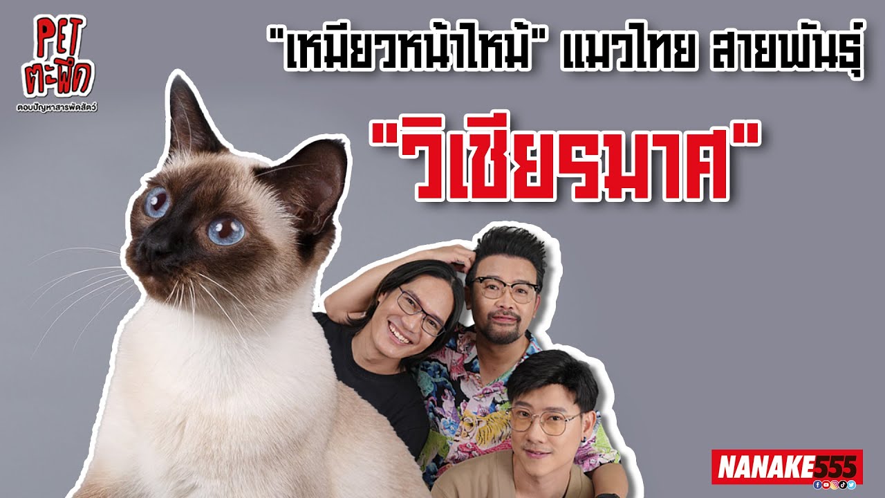 "เหมียวหน้าไหม้" แมวไทย สายพันธุ์ "วิเชียรมาศ" | #Petตะพึด
