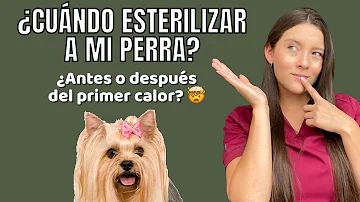 ¿Es mejor esterilizar después del primer celo?