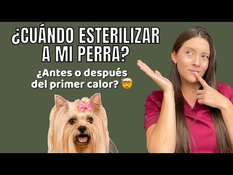 Video: ¿Deberías esterilizar antes del primer celo?