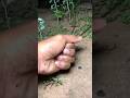 Catch big frogs funny | Try don't laugh |wepwep catching frogs make you laugh#shortsviral