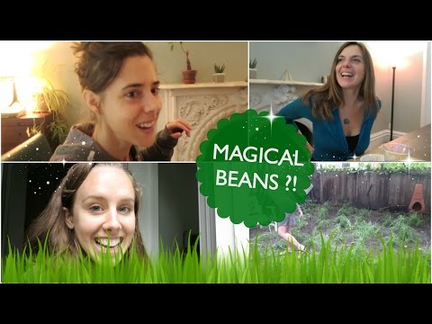 MAGICAL BEANS ?!