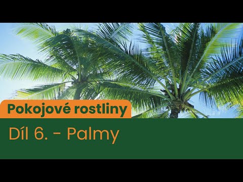 Video: Péče o pokojové rostliny palmových rostlin – péče o pokojové rostliny palmových rostlin