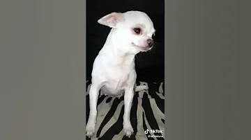 Частушки 