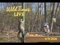 Daylight Hours LIVE at the Climbers Platform 🌤️🐿️🦝 4/9/2026