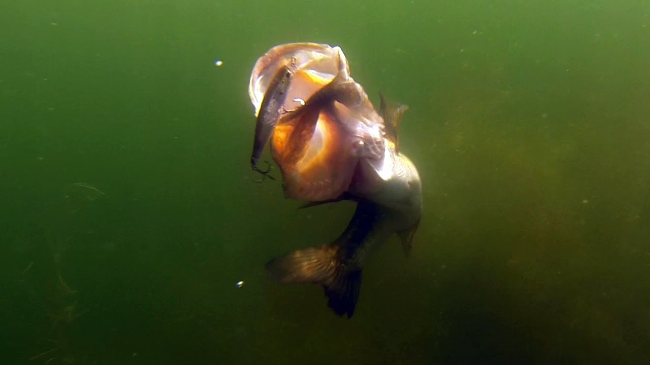 Most Insane Underwater Bass Fishing Footage Ever!! GoPro Footage of Giant  Bass Eating Lures! 