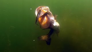 Most Insane Underwater Bass Fishing Footage Ever!! GoPro Footage