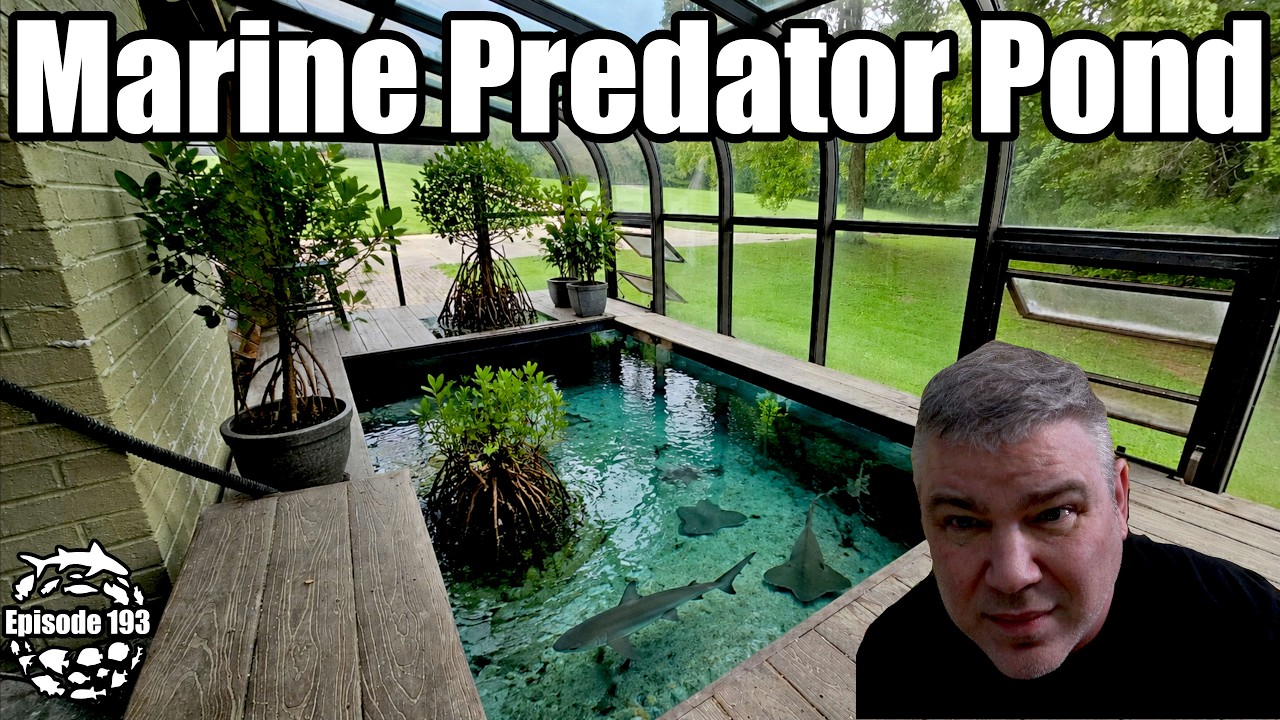 Starting a 4,000 Gallon Marine Predator Pond for my Sharks & Rays!