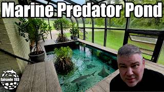 Starting a 4,000 Gallon Marine Predator Pond for my Sharks & Rays!